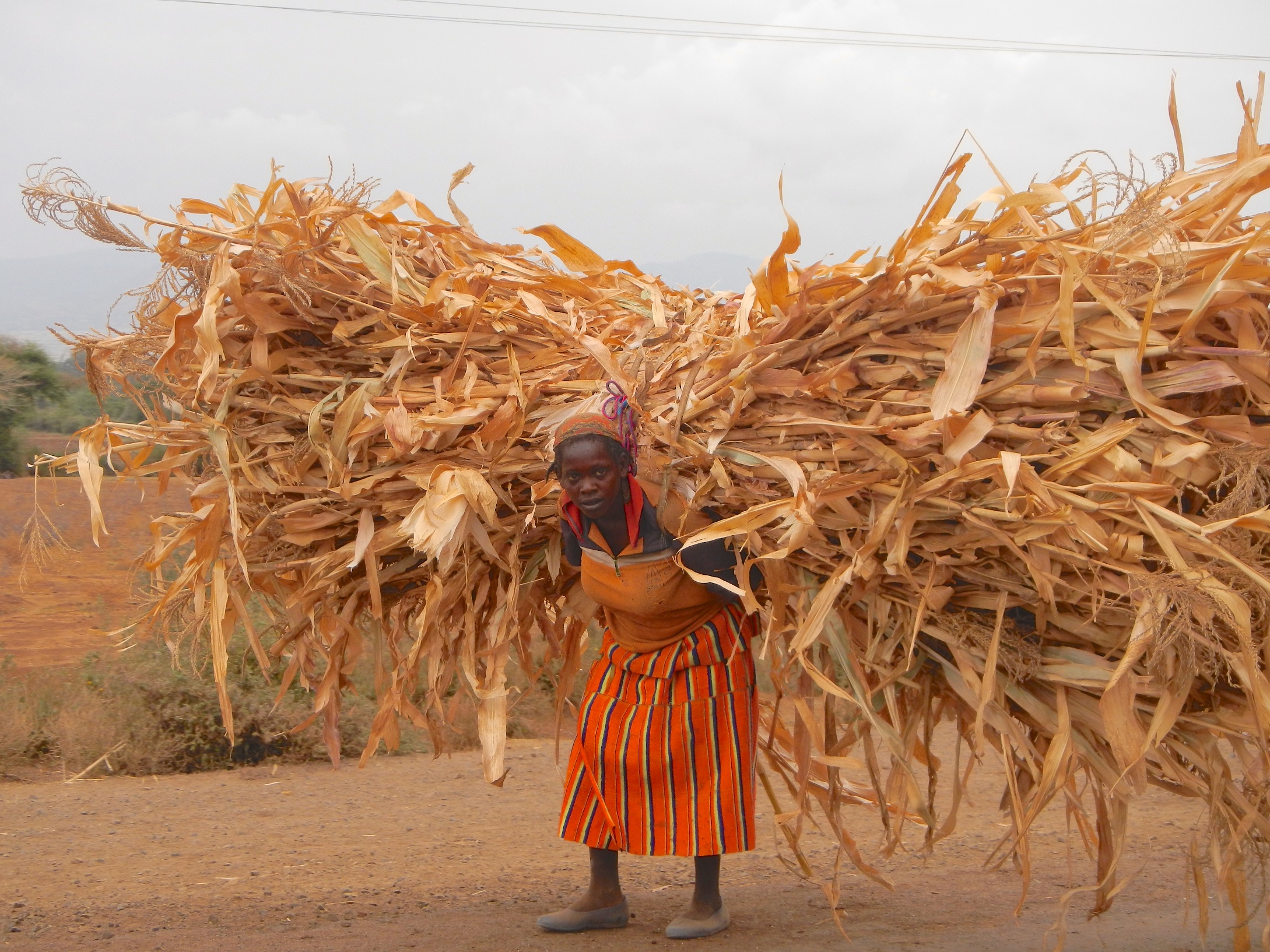  Woman carrying corn en route to Konso people village 