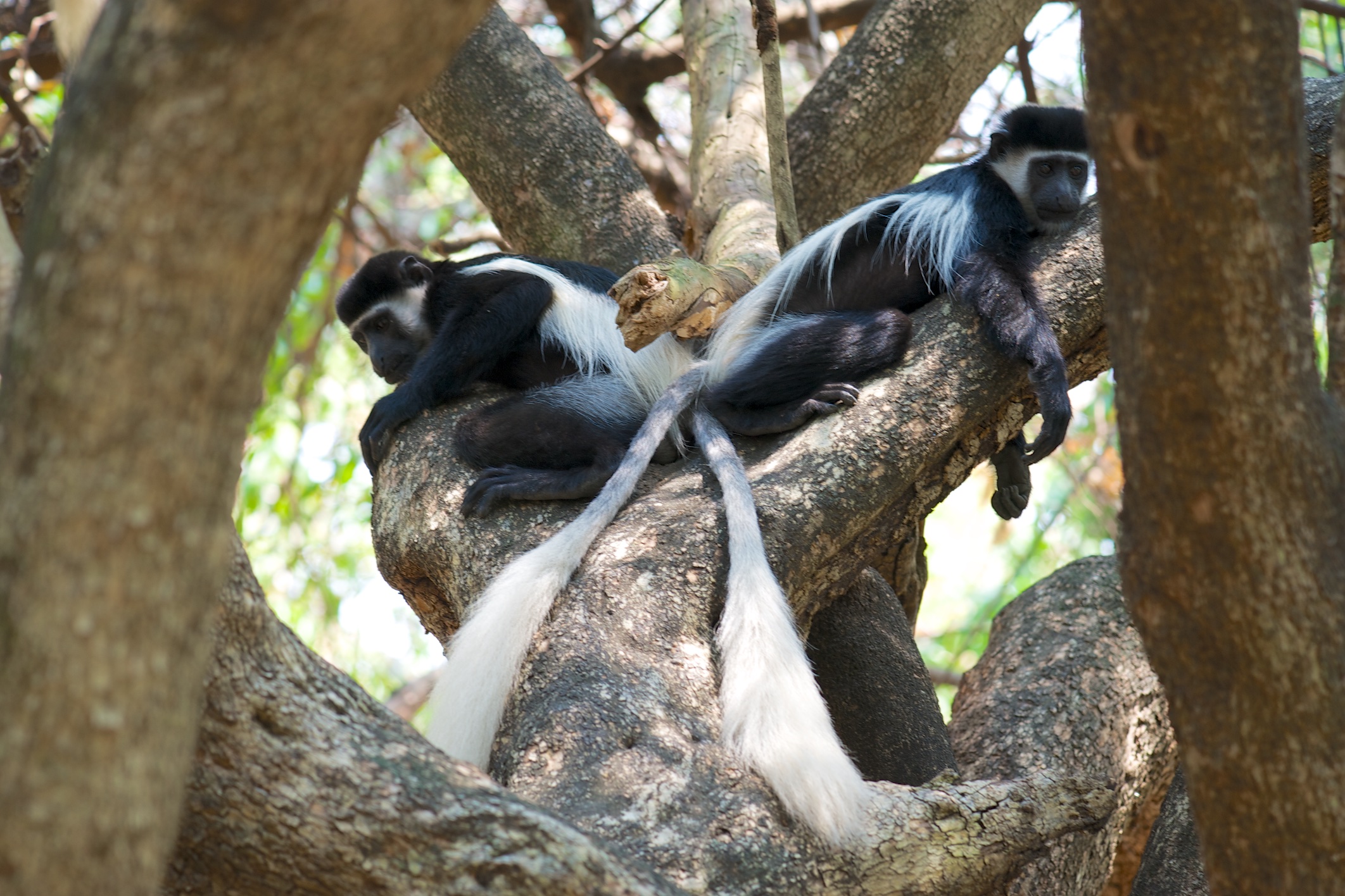  Colobus monkeys, Mago National Park 