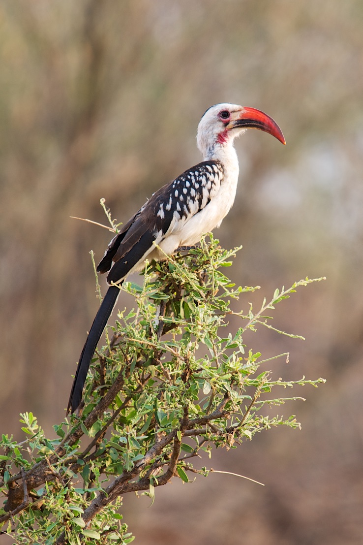  Hornbill on road to Yabello 