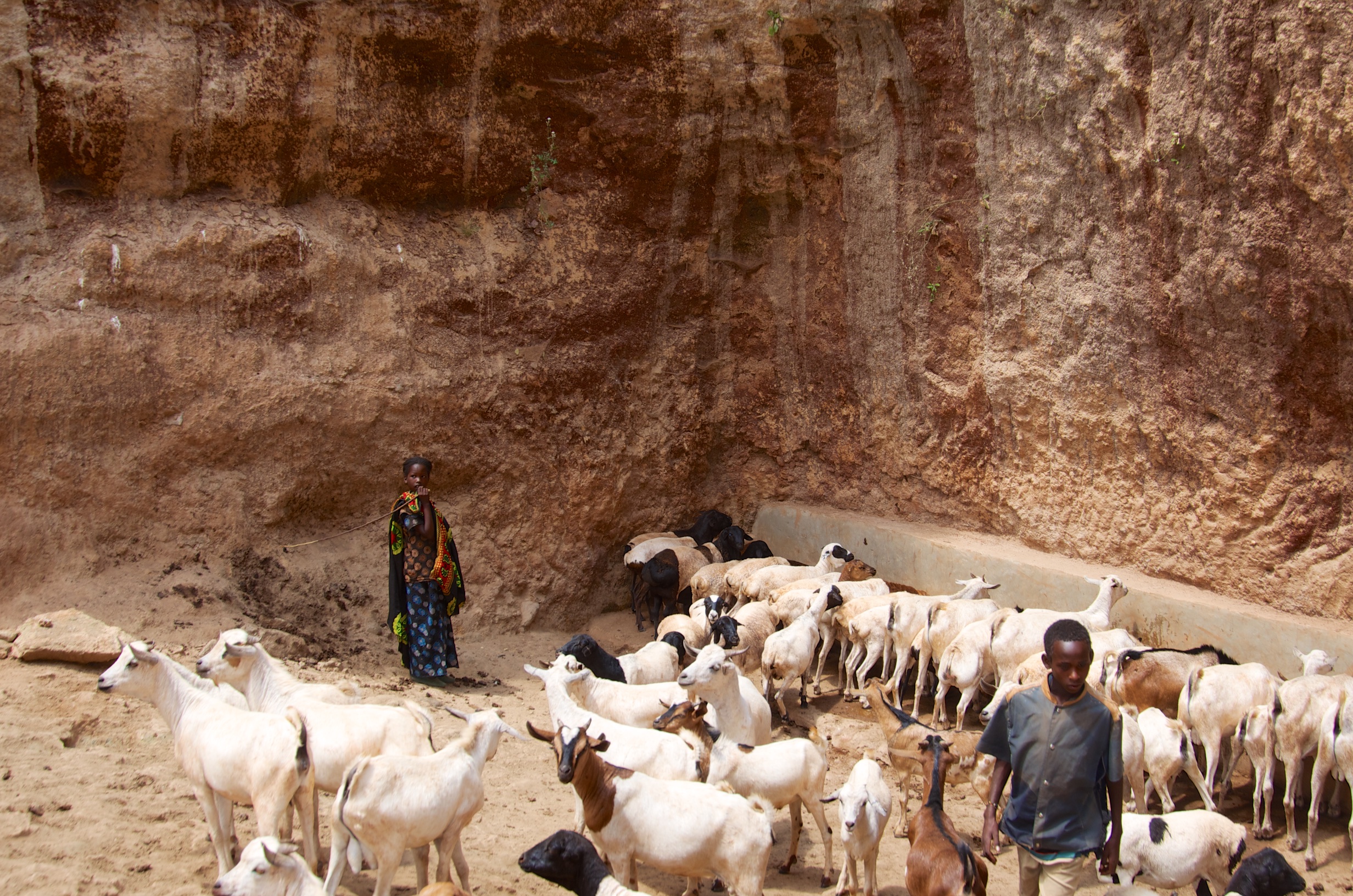  Goats drinking at Singing Springs, Borena 