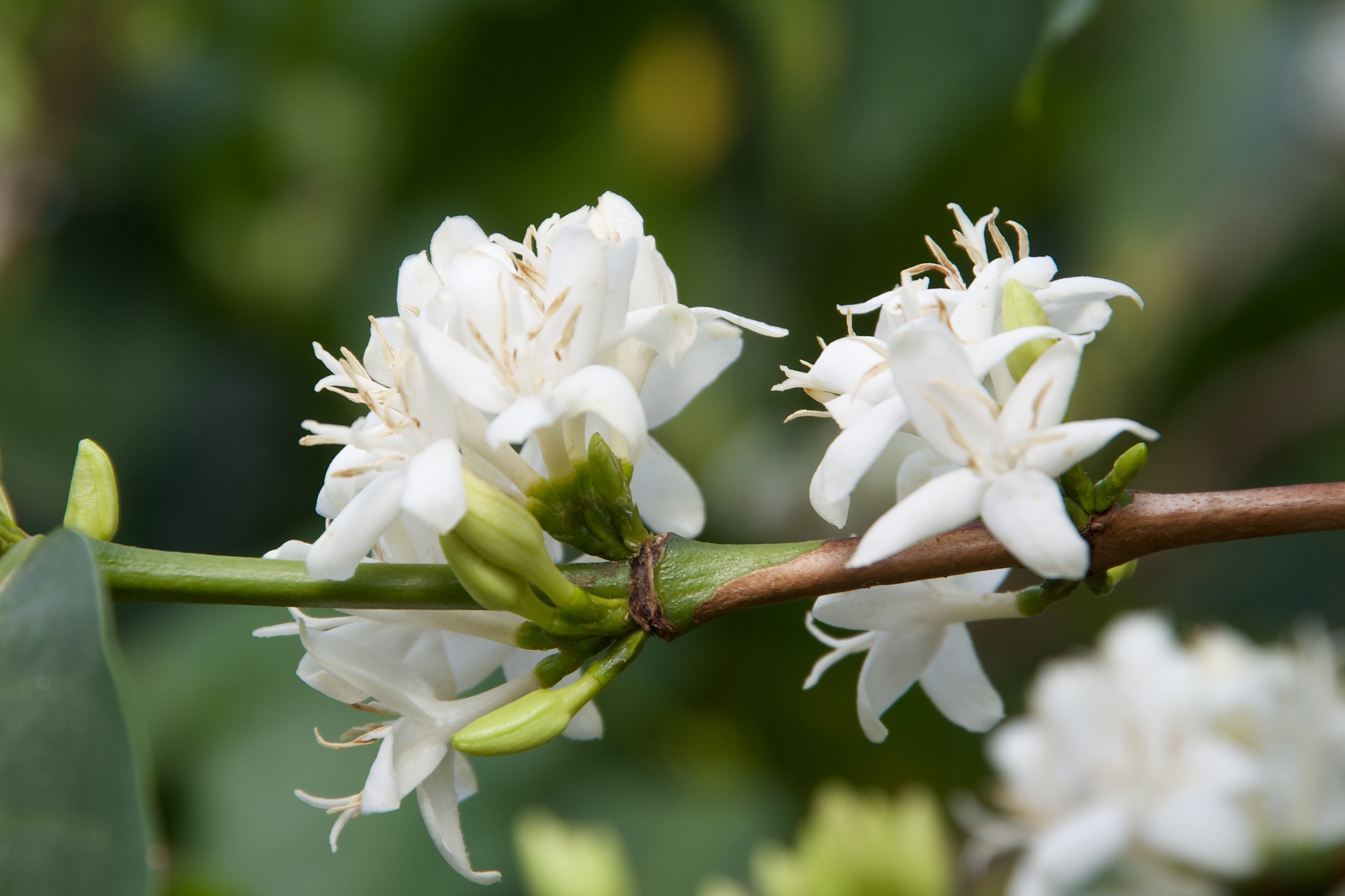  Coffee plant flowers at Sidama people village 