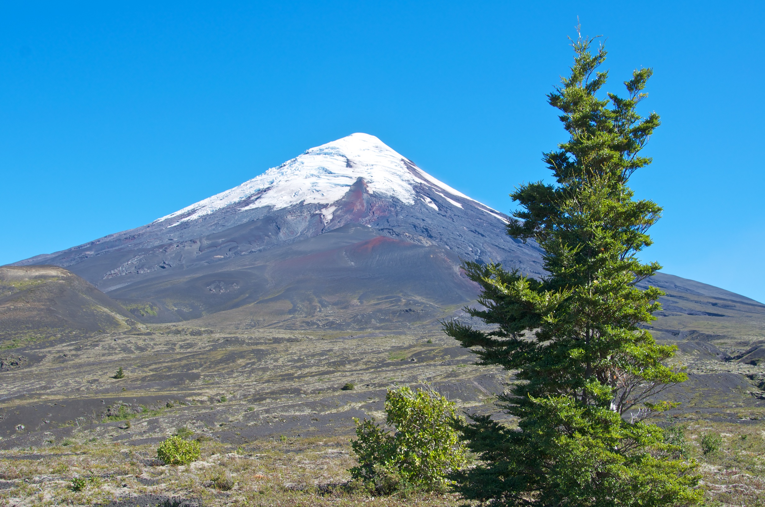  Nothofagus and Osorno volcano, Lake District, Chile 