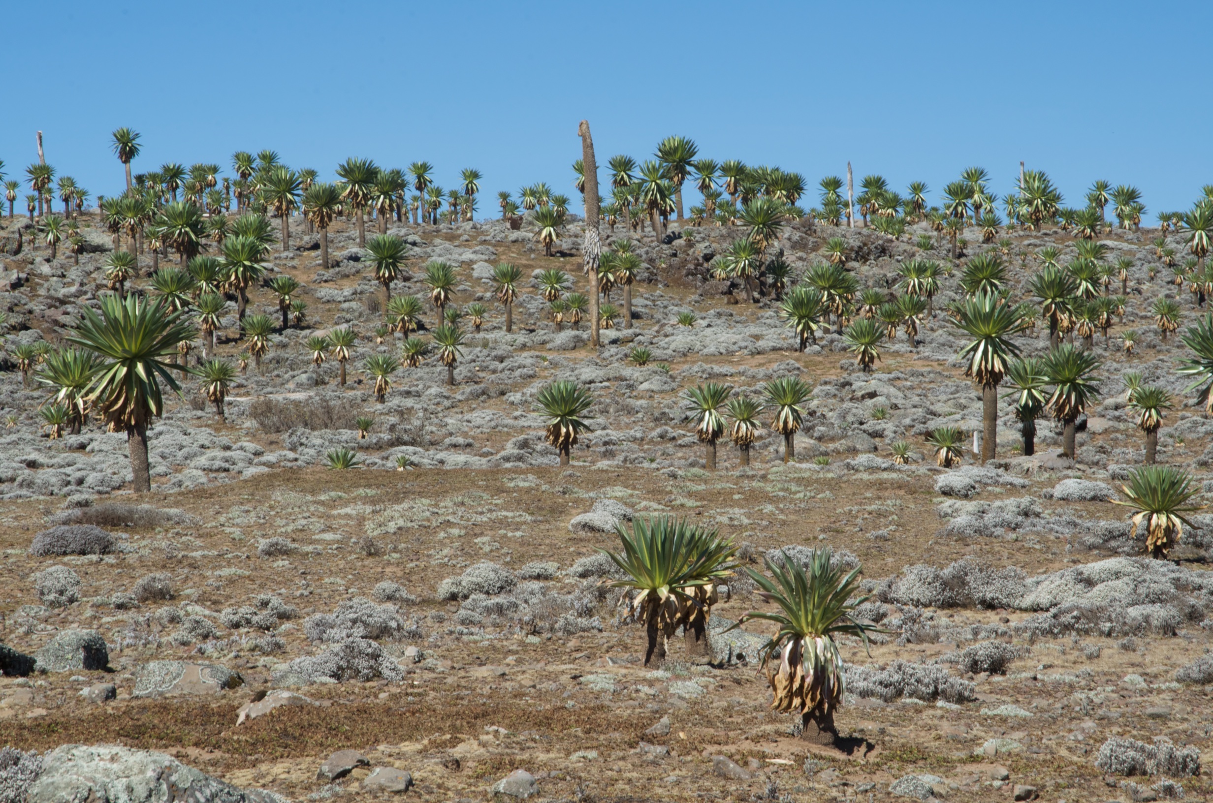  Lobelia copse, Batu Saneti Plateau, Angesso Park, Bale Mountains National Park 