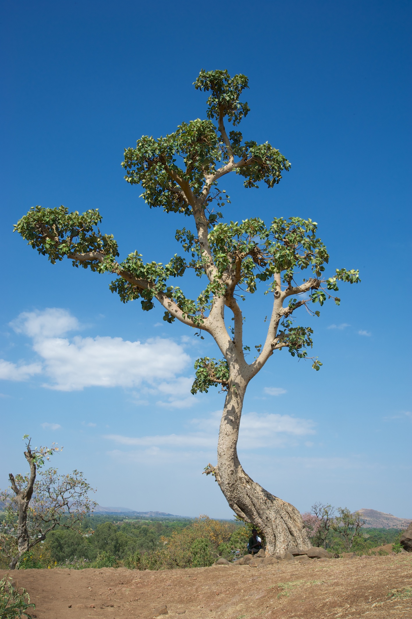  Tree, path to Blue Nile Falls 