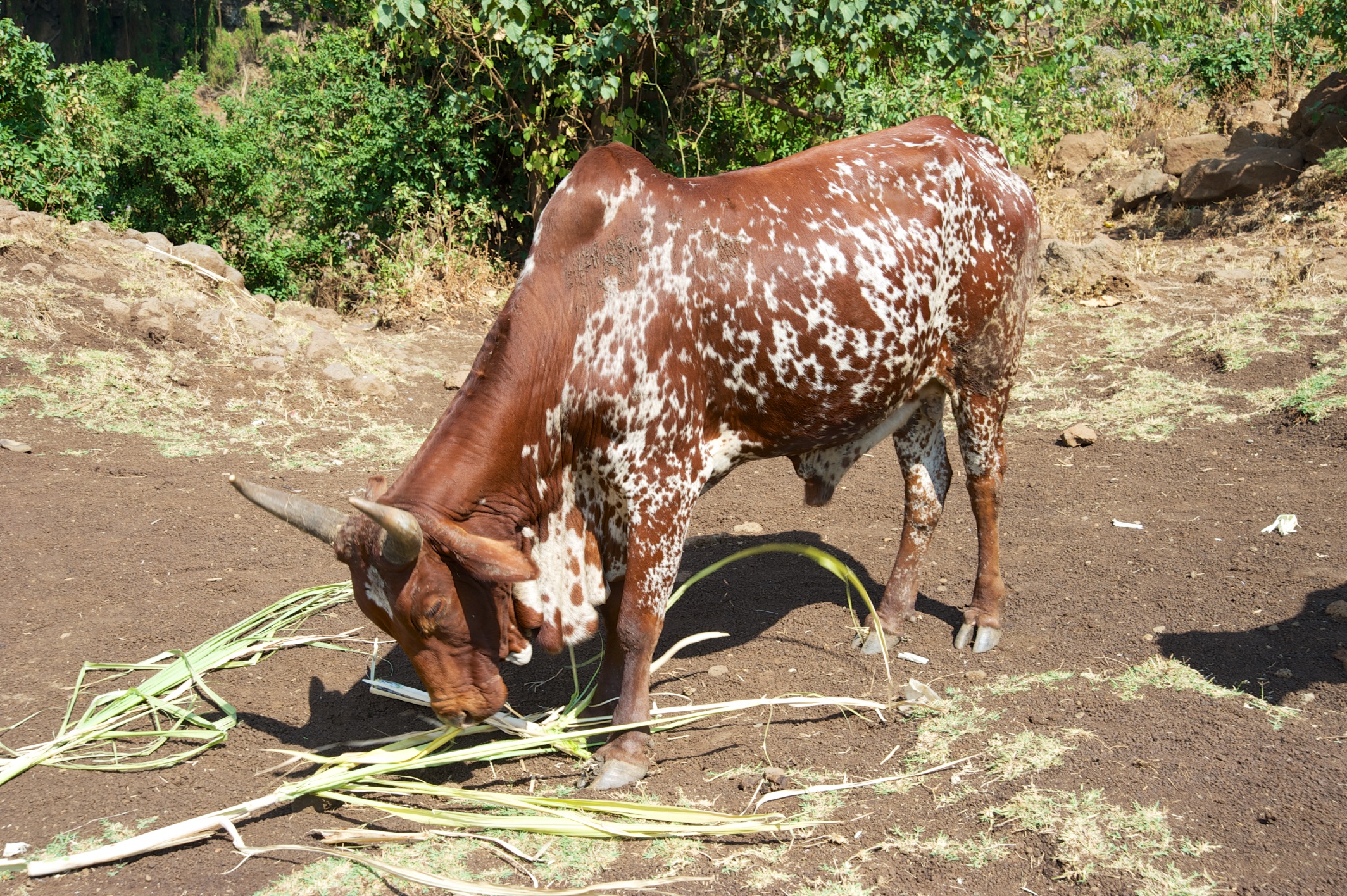  Cow eating sugar cane near Blue Nile Falls 