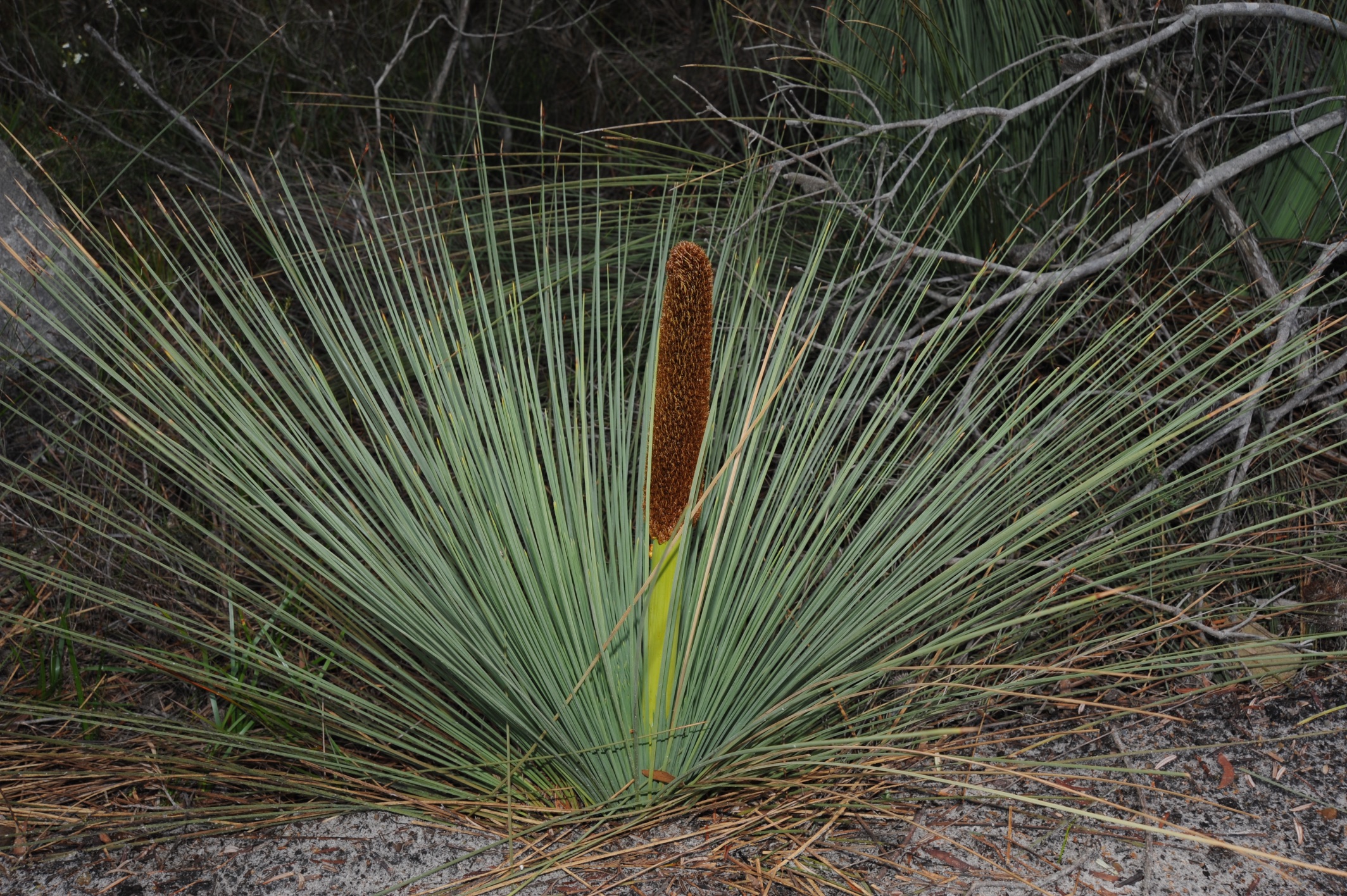 Grass tree (Xanthorrhoea australia)