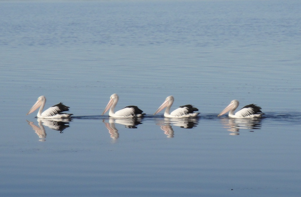 Pelicans (Pelecanus conspicillatus), Anson’s Bay