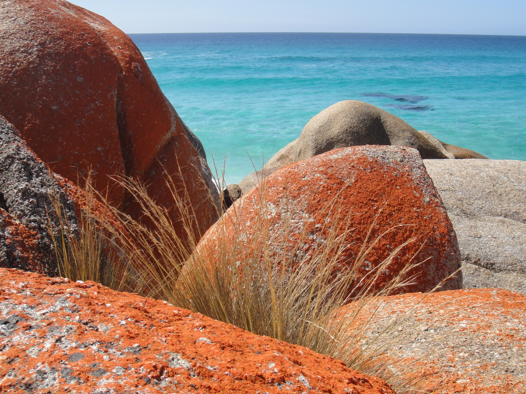 Hymeneliaceae orange lichen-covered granite boulders near Bayley Rocks, Bay of Fires
