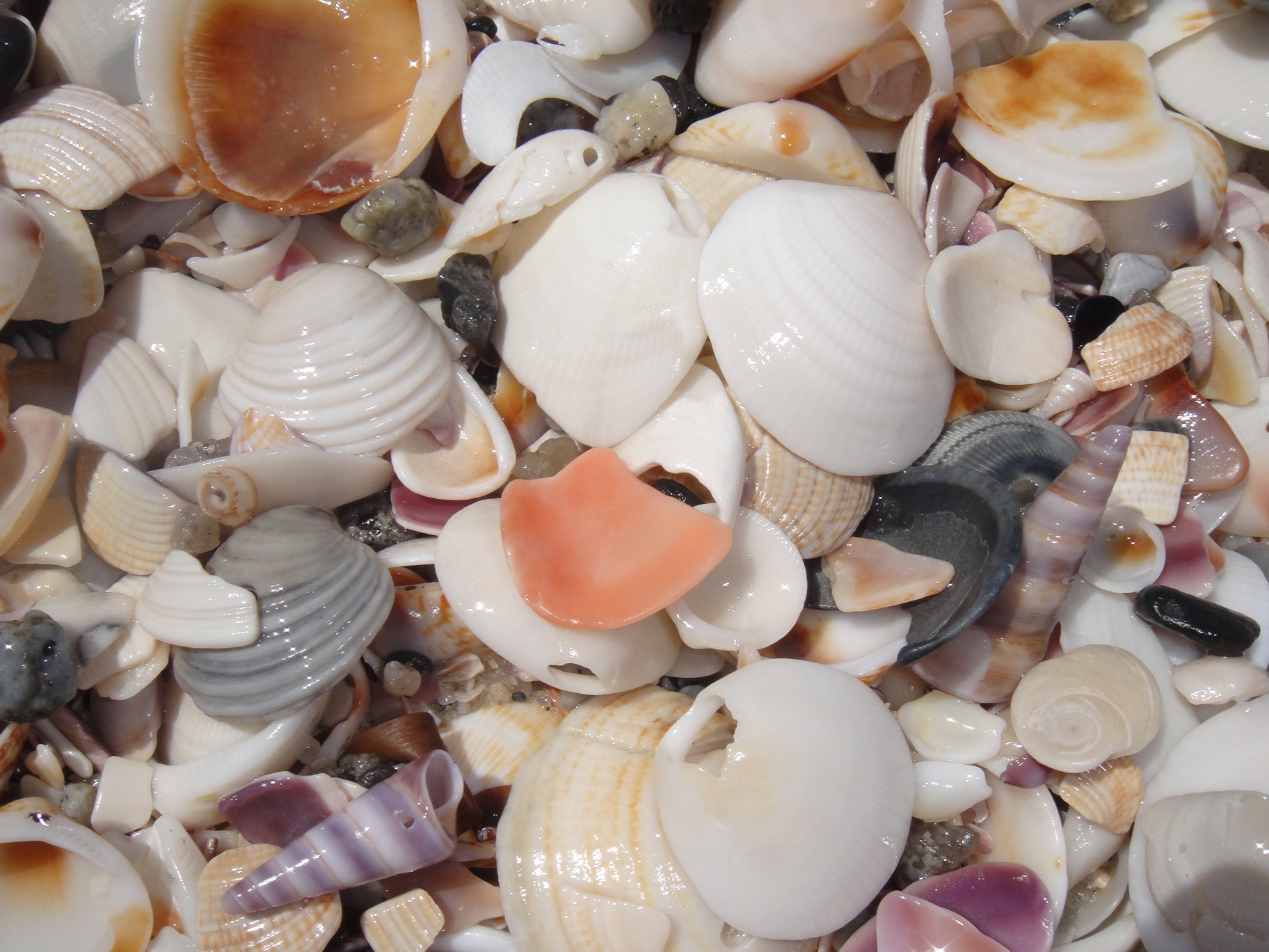 Shells, Bay of Fires
