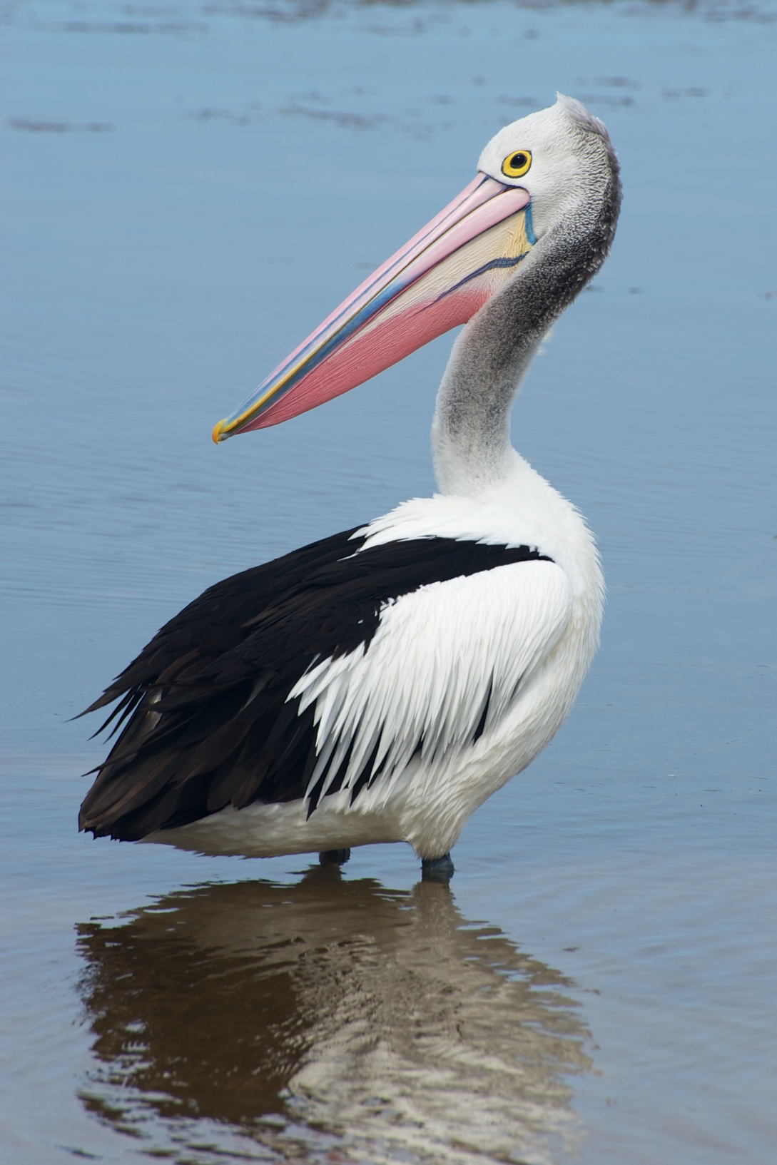 Pelican (Pelecanus conspicillatus), Anson's Bay