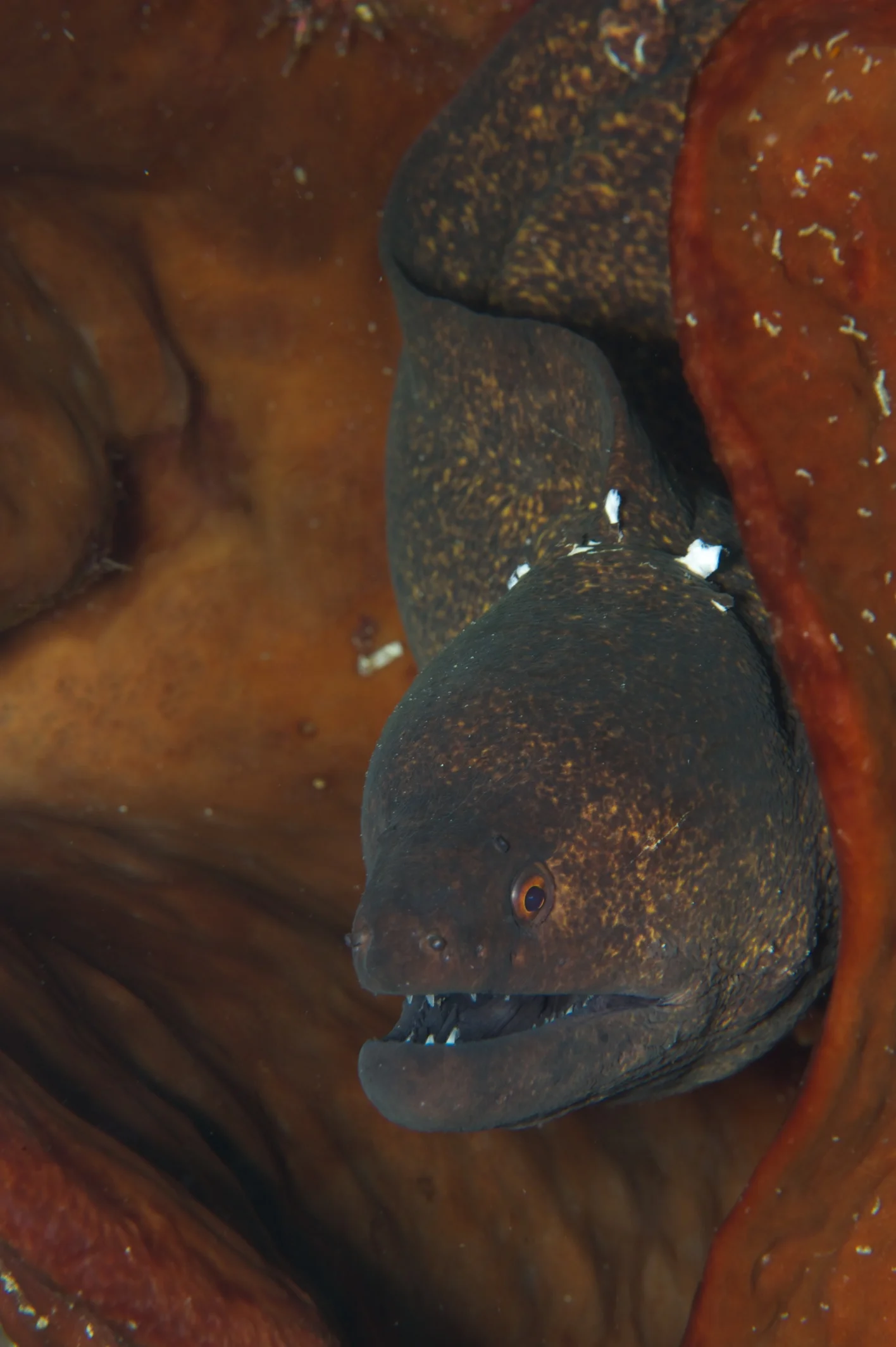 Giant moray eel, Molana South