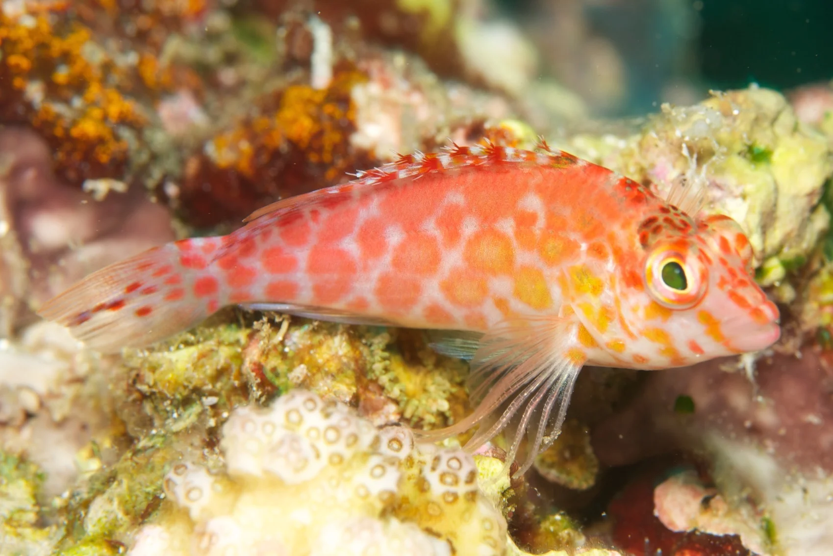 Pixie hawkfish, Urputih