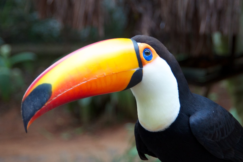Adult toucan, Bird sanctuary, Iguazu National Park, Brazil, 15 Apr 2012