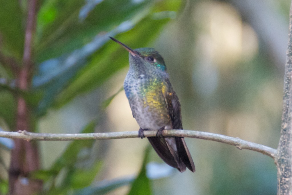 Humming bird, Bird sanctuary, Iguazu National Park, Brazil, 15 Apr 2012