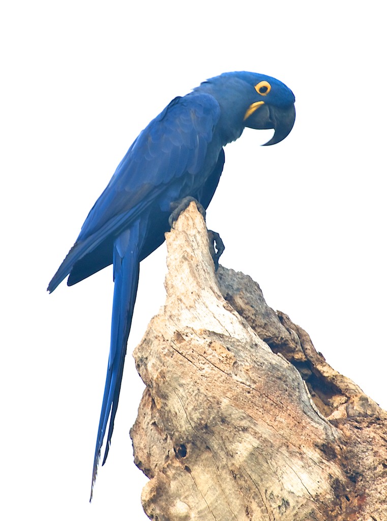 Blue macaw #5, Pantanal, Brazil, 22 Apr 2012