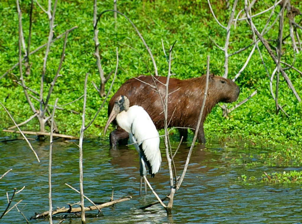 Capybara & stork, Pantanal, Brazil, 21 Apr 2012