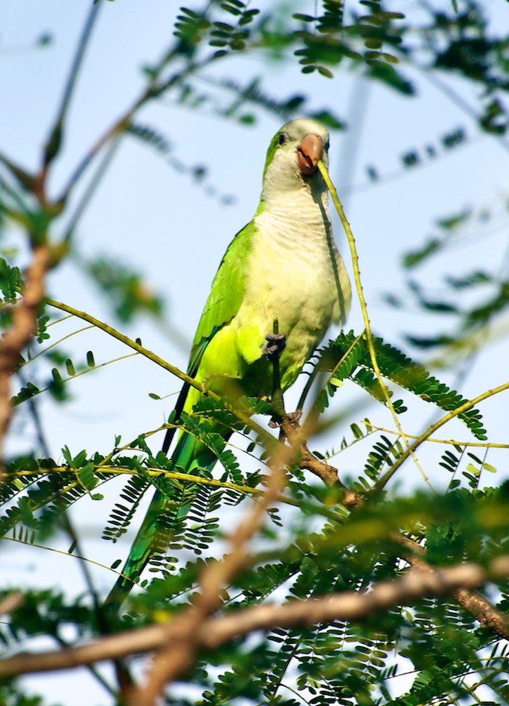 Green parrot, Pantanal, Brazil, 21 Apr 2012