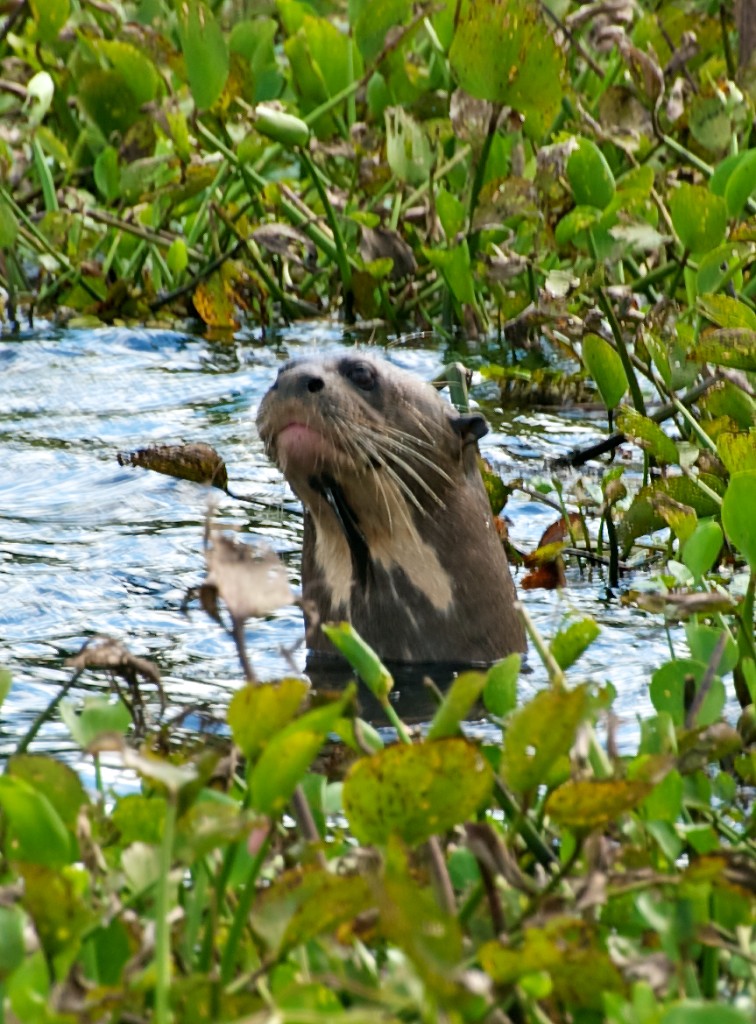 Giant otter, Pantanal, Brazil, 21 Apr 2012