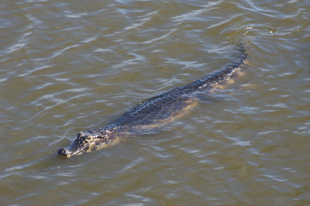 Caiman #3, Pantanal, Brazil, 21 Apr 2012