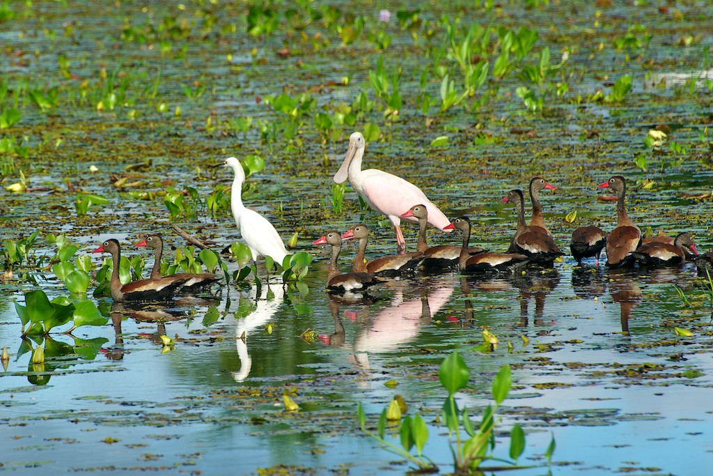 Spoonbills & ducks #5, Pantanal, Brazil, 22 Apr 2012