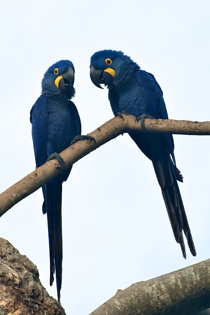 Blue macaws #4, Pantanal, Brazil, 22 Apr 2012
