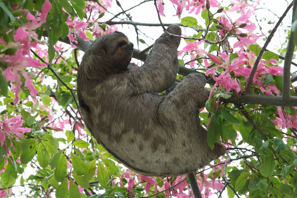 Sloth in city squarel, Santa Cruz, Bolivia, 23 Apr 2012