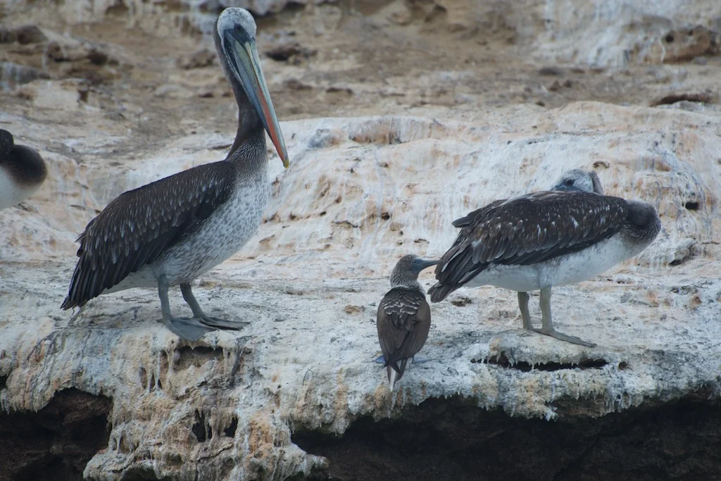 Pelicans & Galapagus boobie, Ballestas Islands, Peru, 22 May 2012