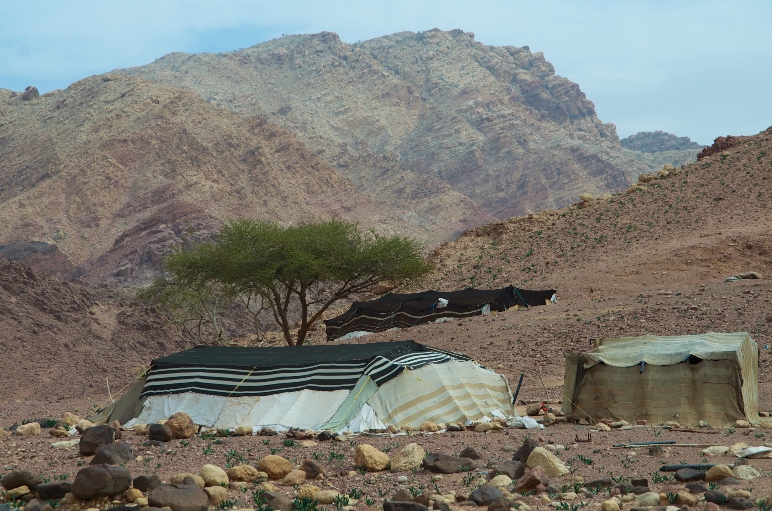  Bedouin camp near Feynan Ecolodge 