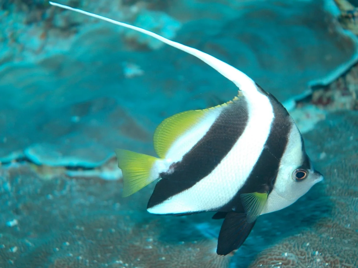Longfin bannerfish, Nikson's Reef