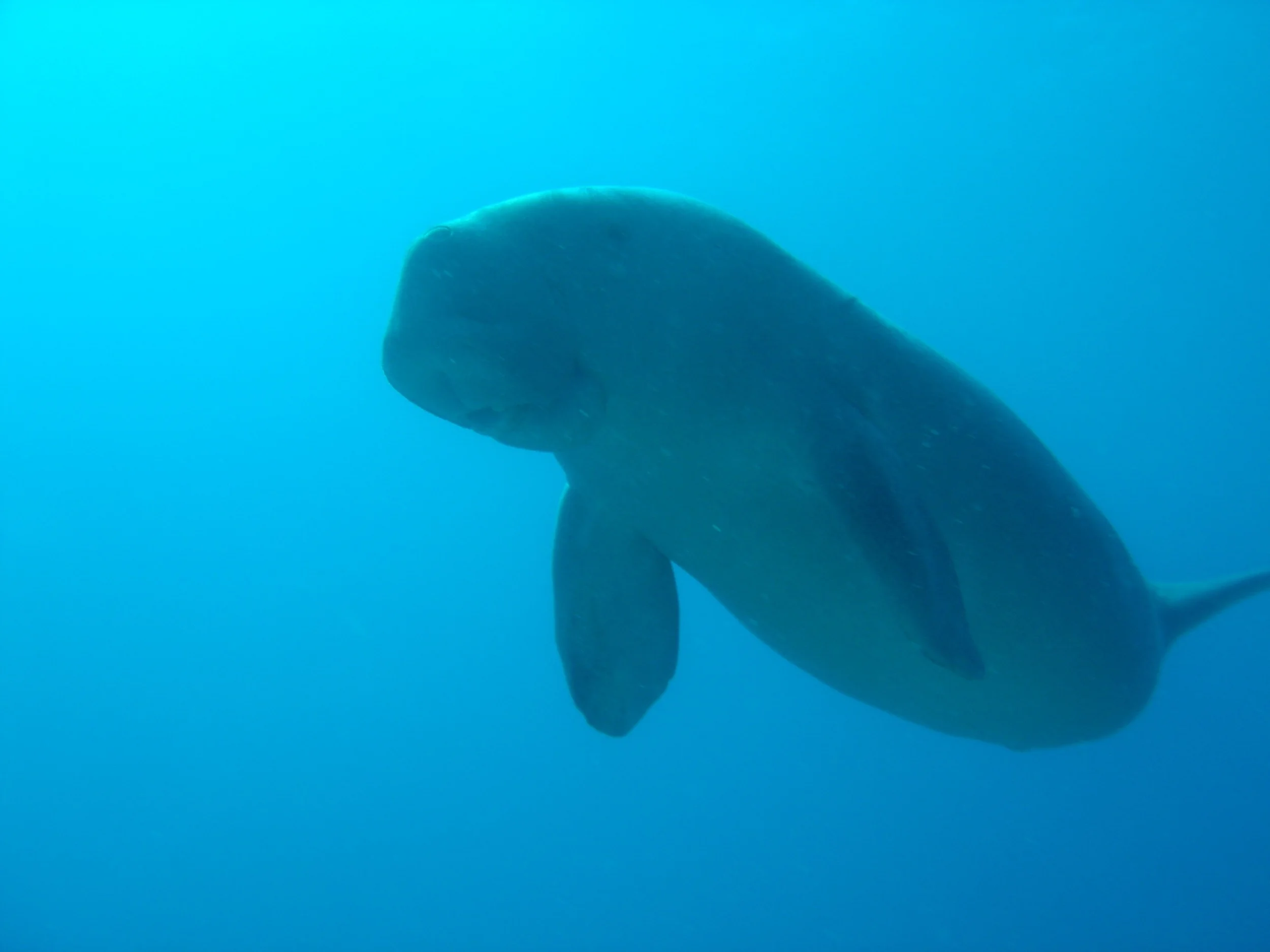 Dugong