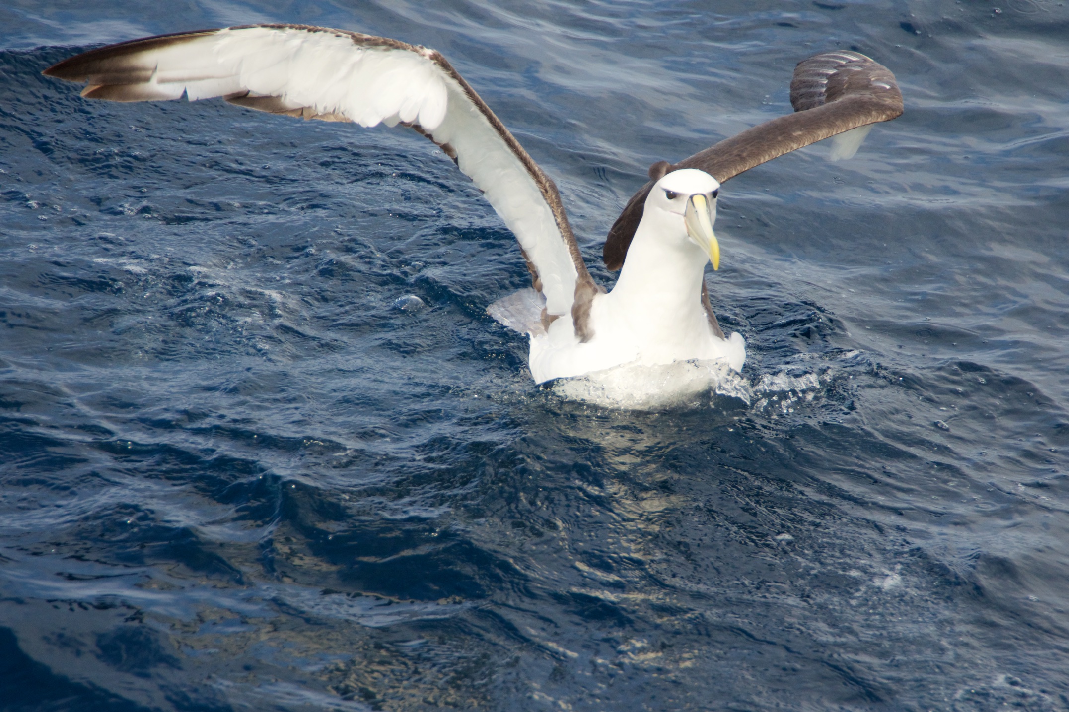 Shy albatross #3 near South West Cape, Port Davey Trip, 22 March 2015.jpg
