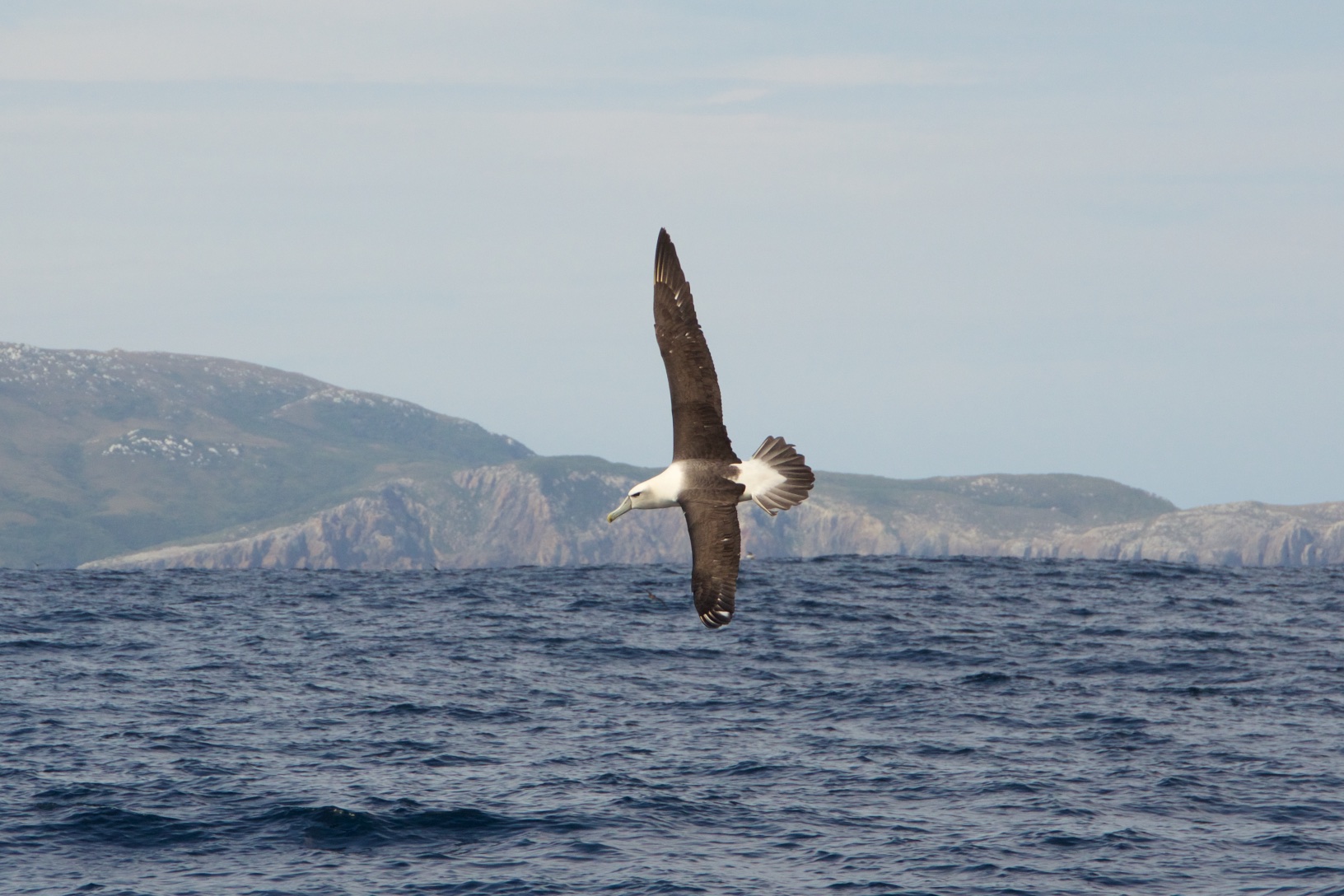  Shy albatross&nbsp;near South West Cape 