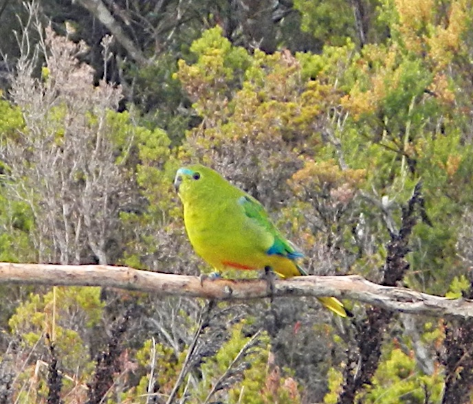  Orange Bellied Parrot, Melaleuca 
