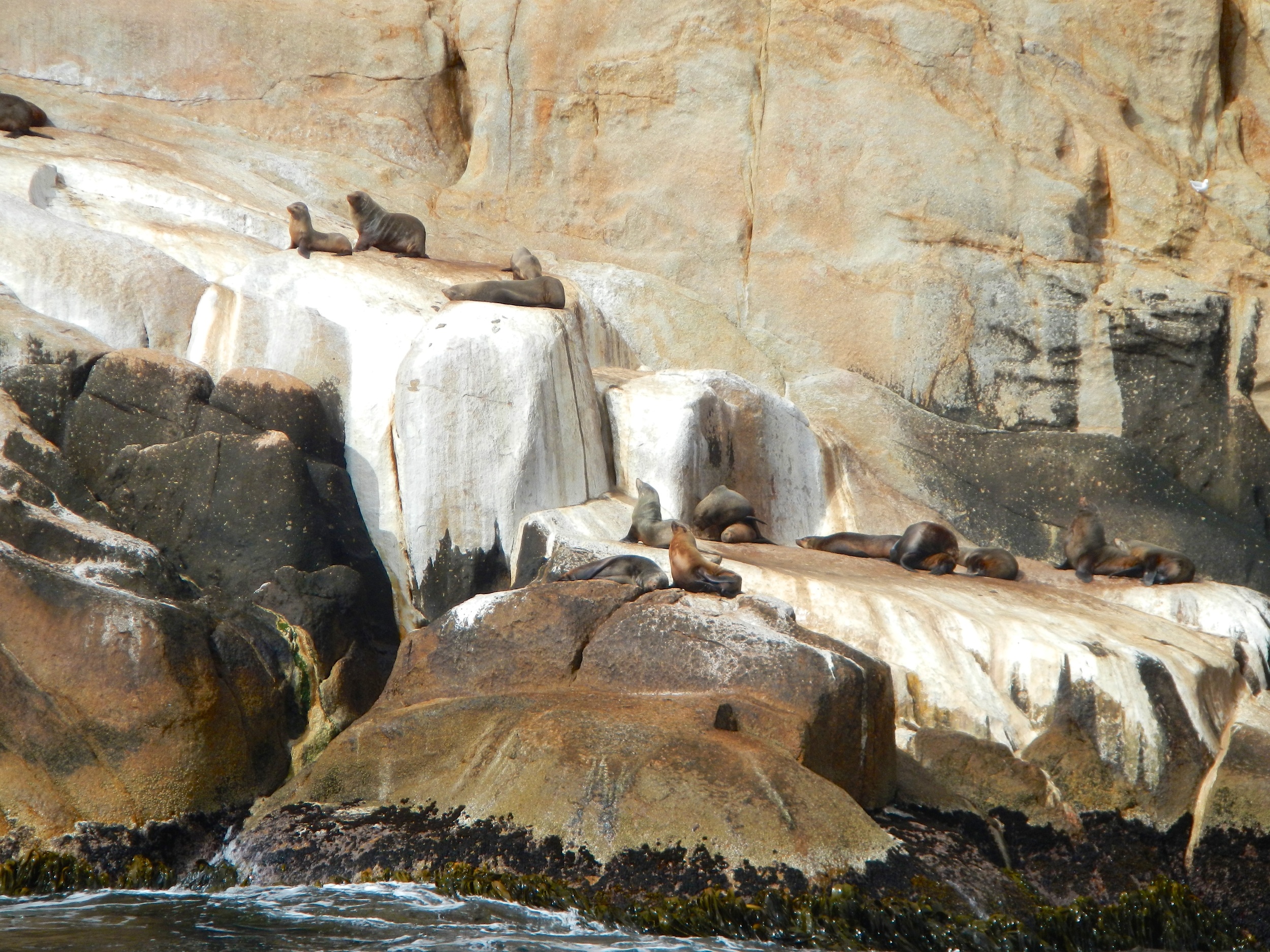  Seals, Hippolytes, off Tasman Peninsula 