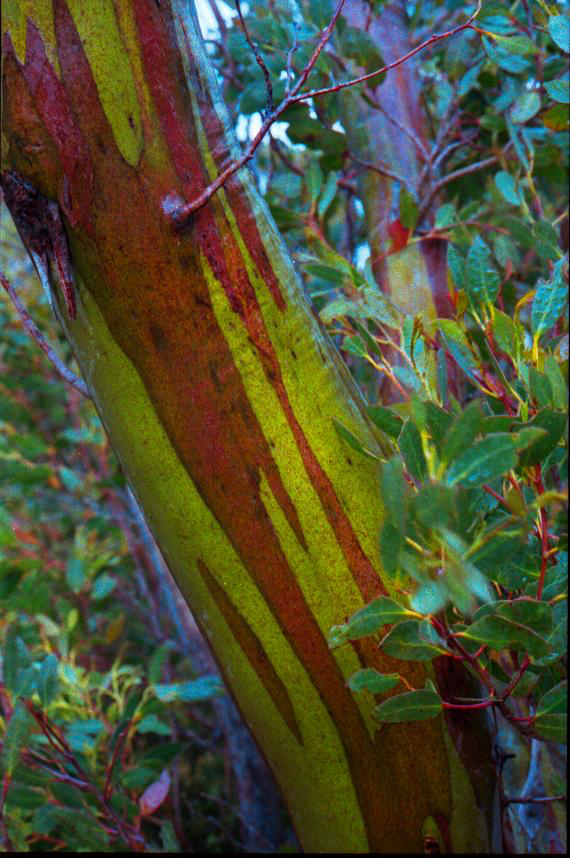  Eucalyptus coccifera&nbsp; 
