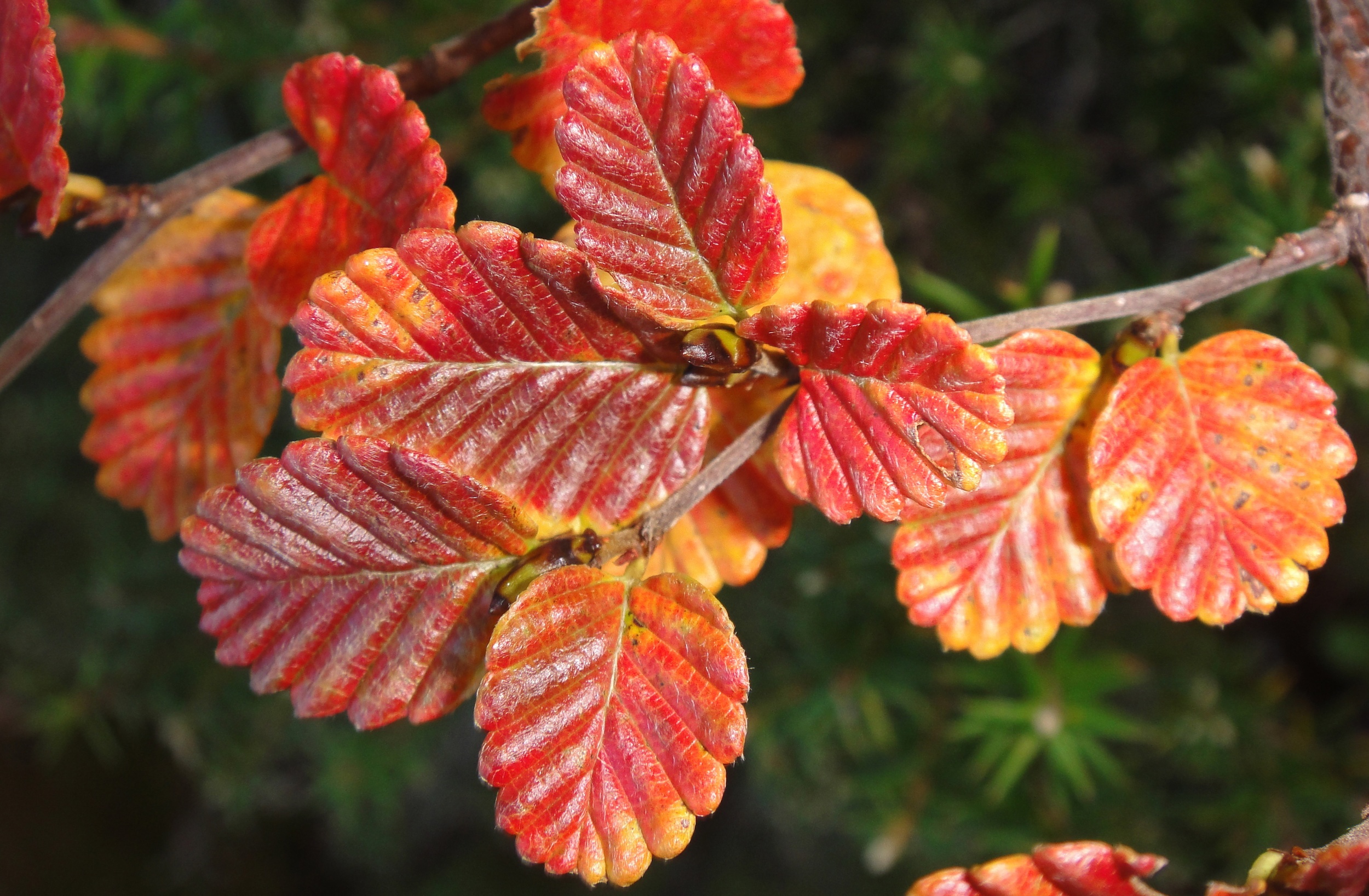  Red Notafagus gunni leaves, Lake Fenton 