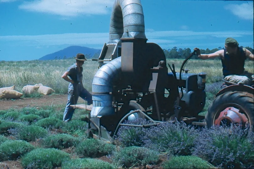 Denny lavender — Jak and Corinne