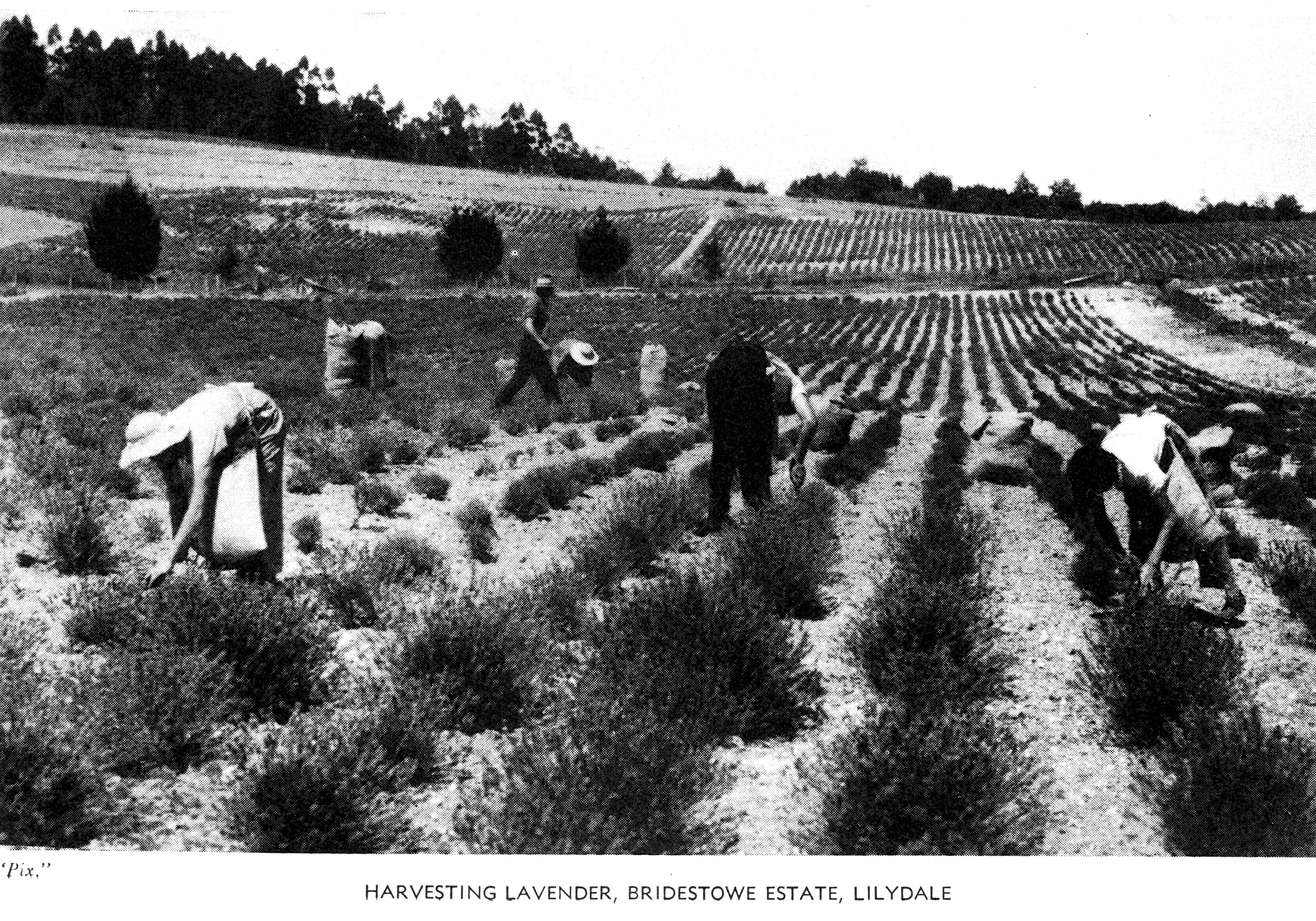  Harvesting lavender Bridestowe Estate, Lilydale 