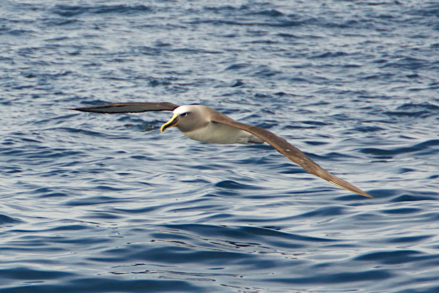  Grey headed albatross&nbsp;near South West Cape 