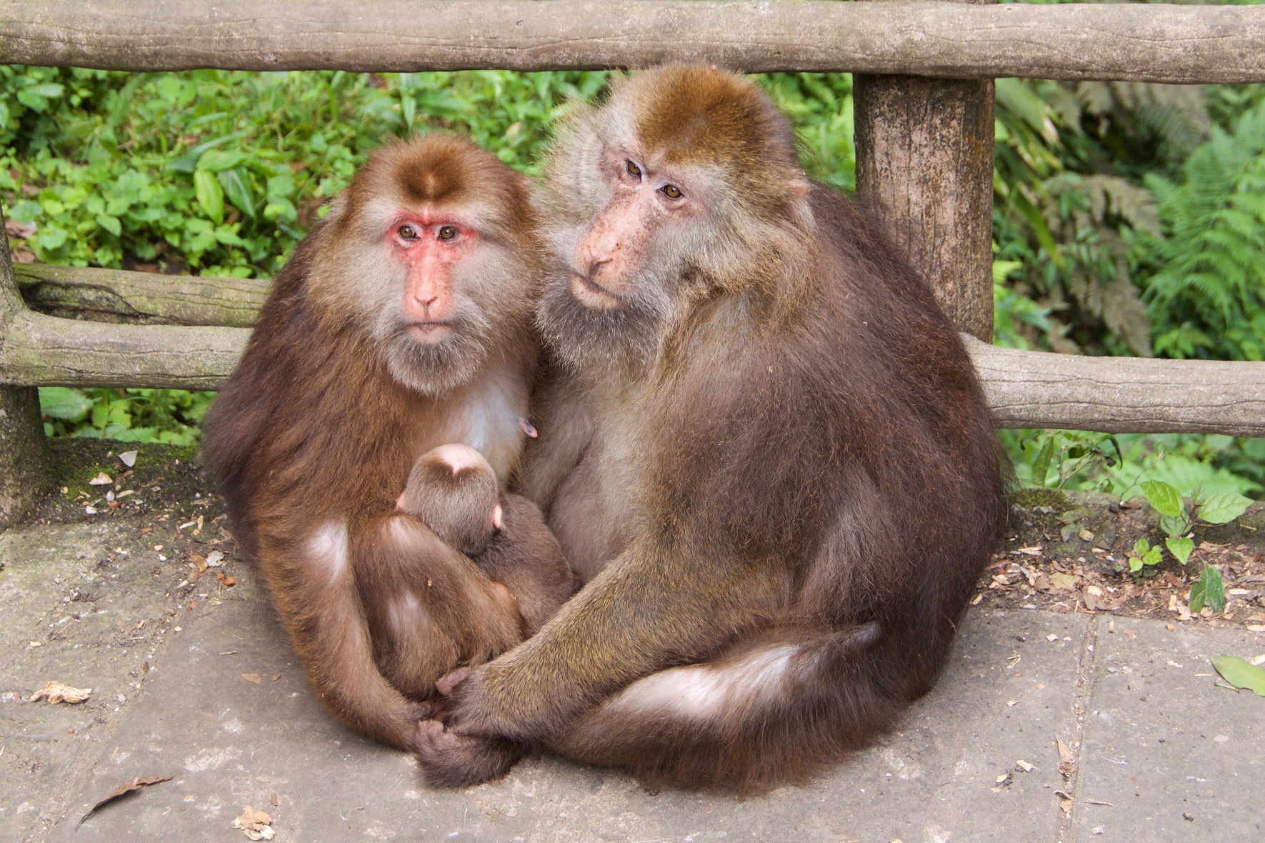  Macaque monkeys, Emei Shan 