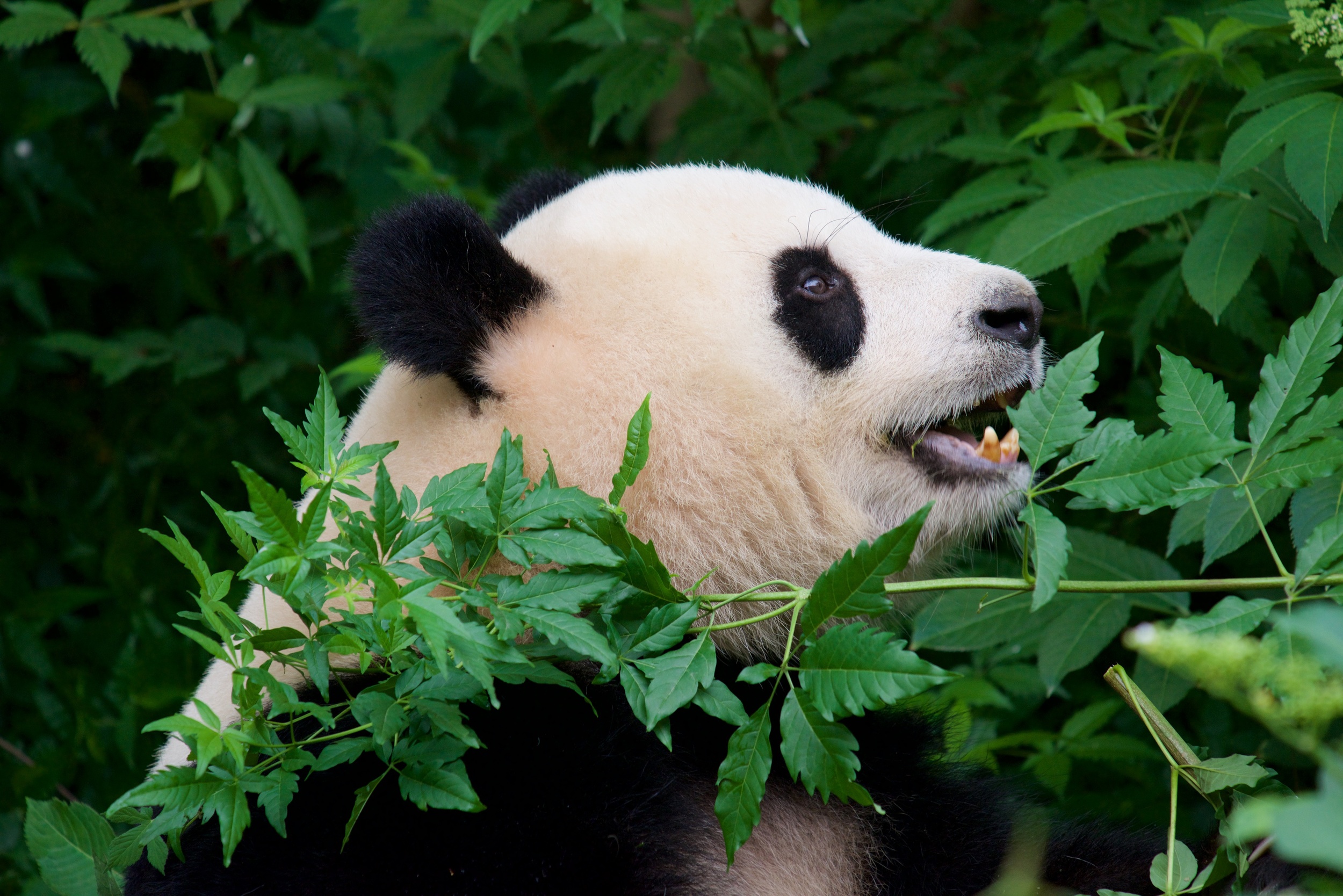  Giant panda,&nbsp;Chengdu Research Base of Giant Panda Breeding,&nbsp;Chengdu 
