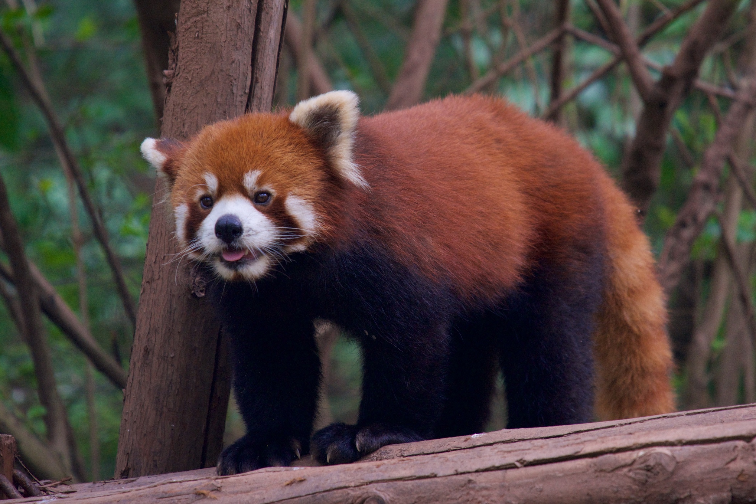  Red panda,&nbsp;Chengdu Research Base of Giant Panda Breeding,&nbsp;Chengdu 