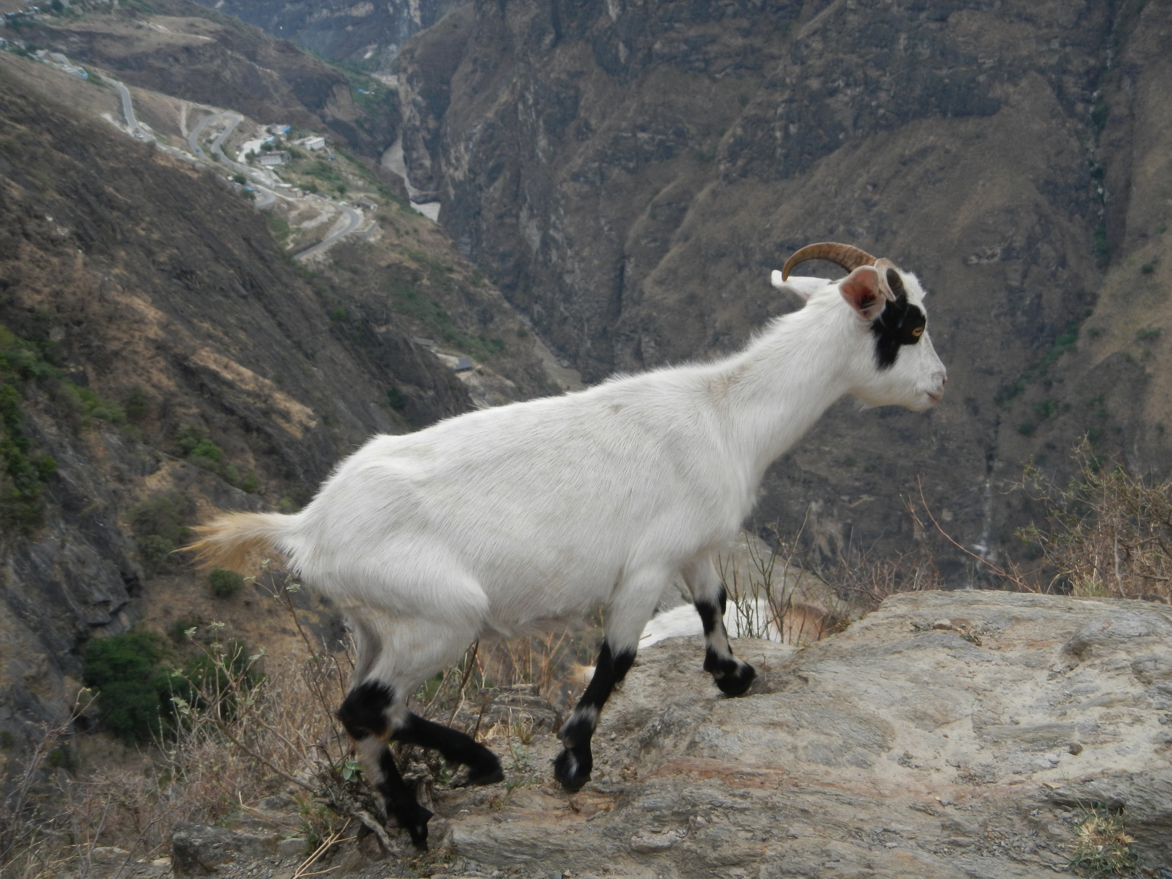  Goat, Tiger Leaping Gorge 