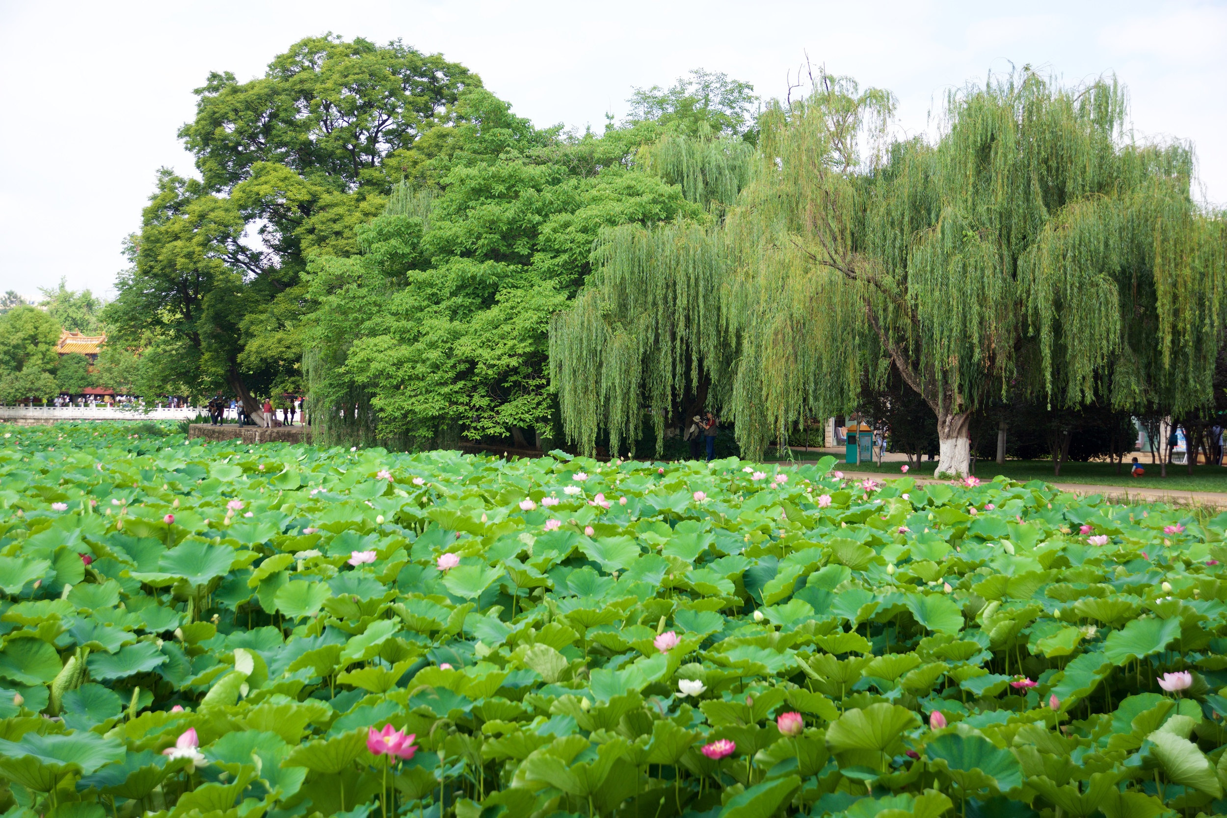  Lotus flowers in the park, Kunming 