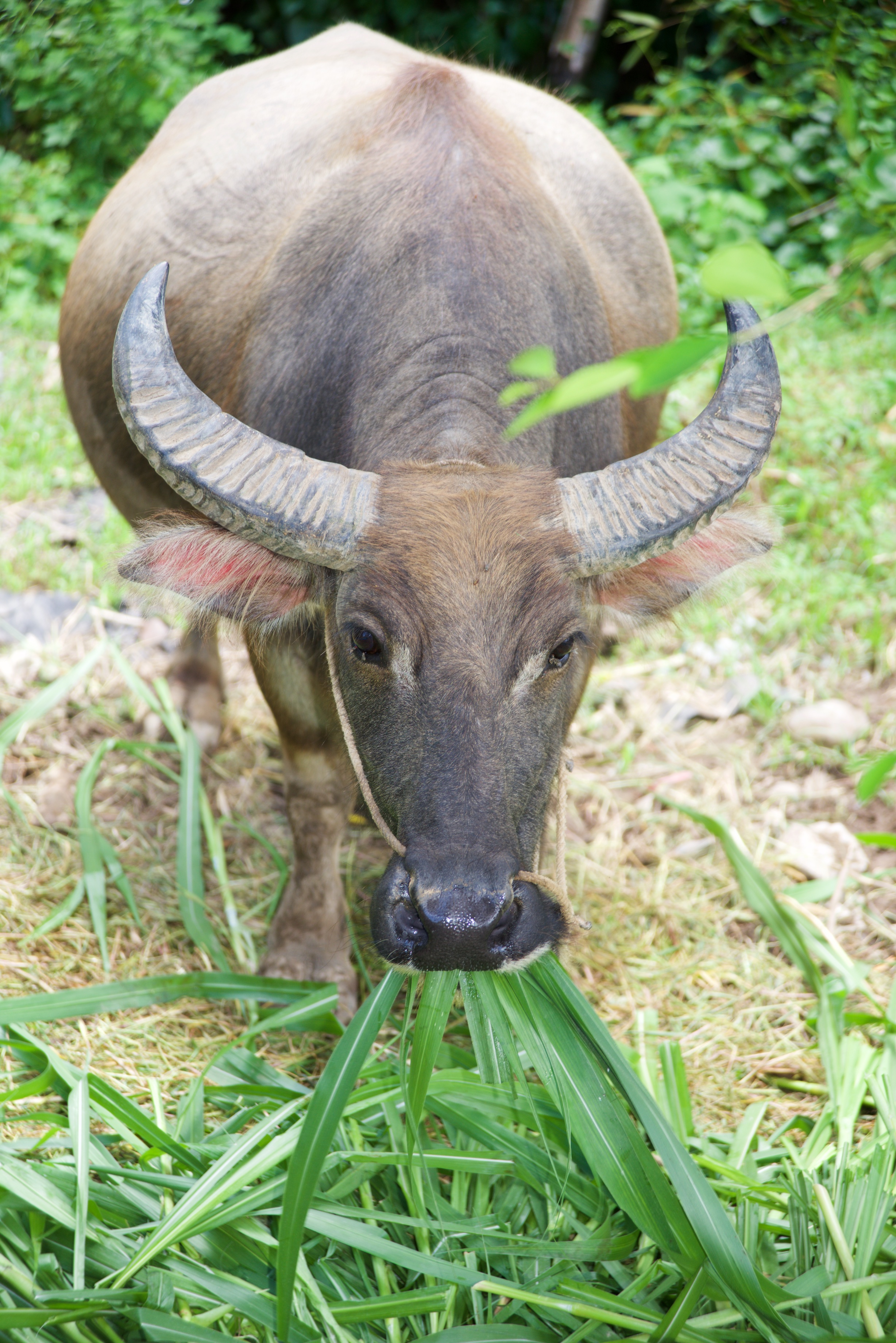  Water buffalo, local village, Li River, Yangshuo 