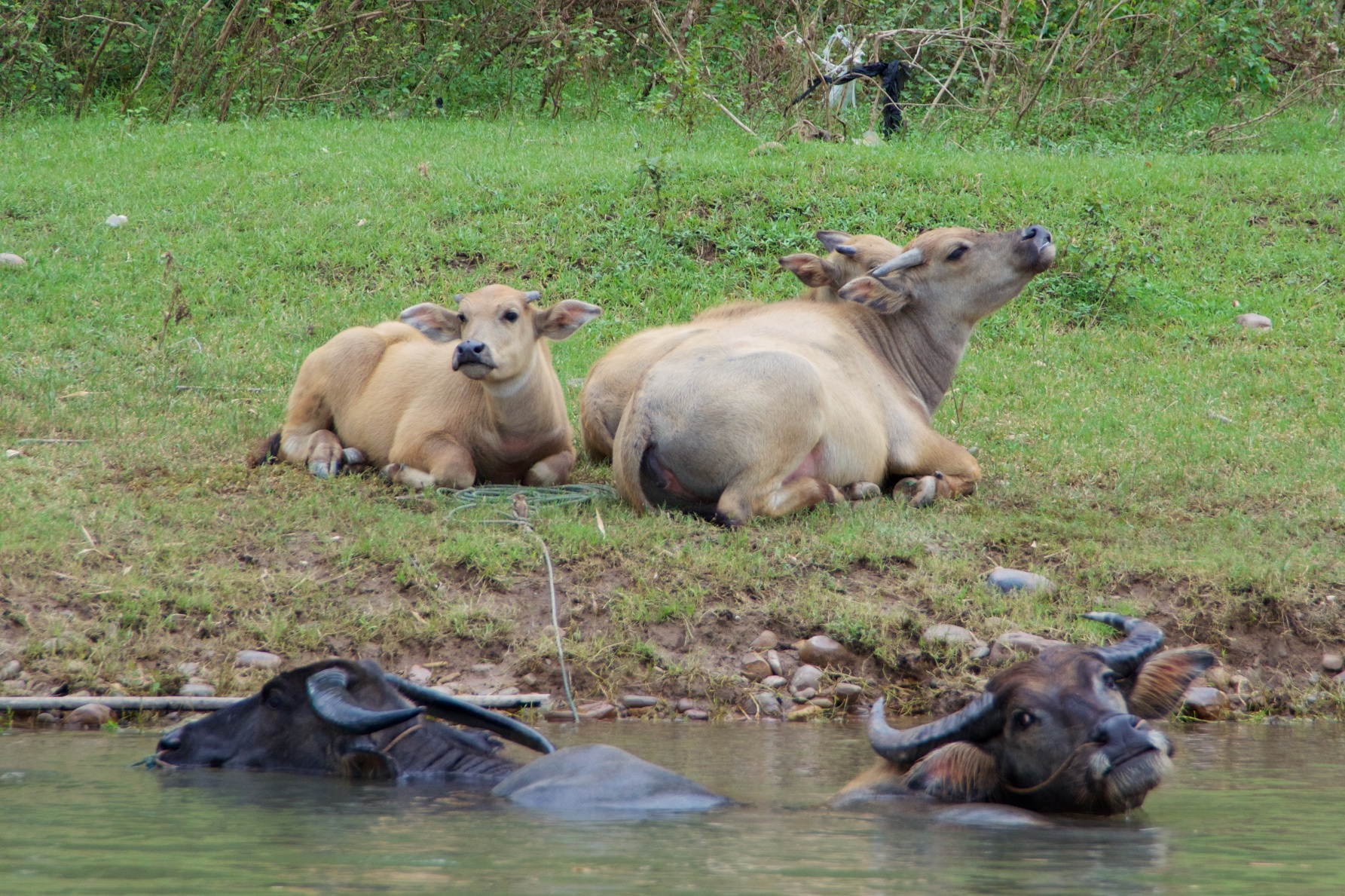 Buffalo #5, Li River, Yangshuo, China, 24 Jun 2015.jpg