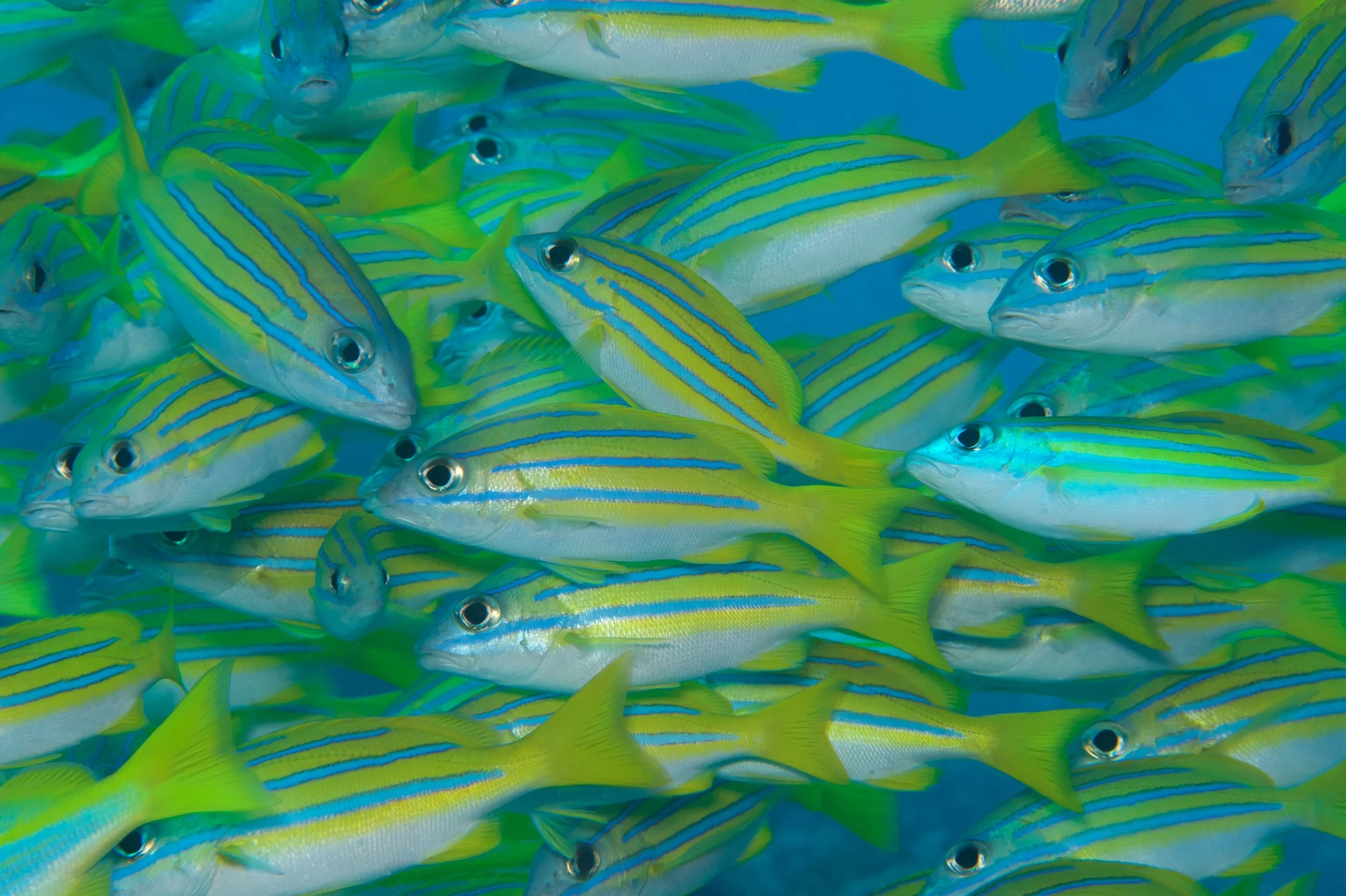 Raja Ampat, Sep 2015 — Jak and Corinne