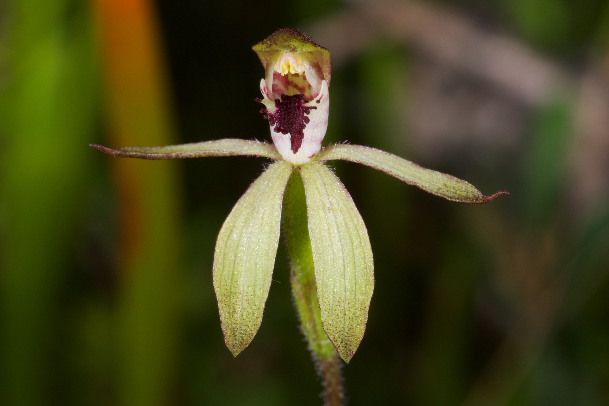  Caladenia transitoria 