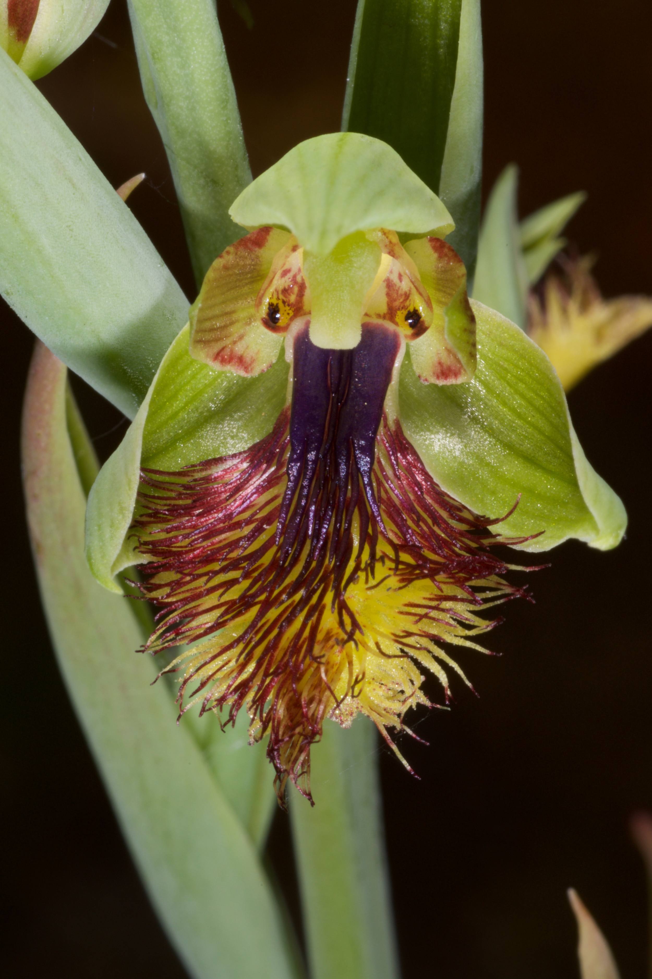  Calochilus herbaceus 