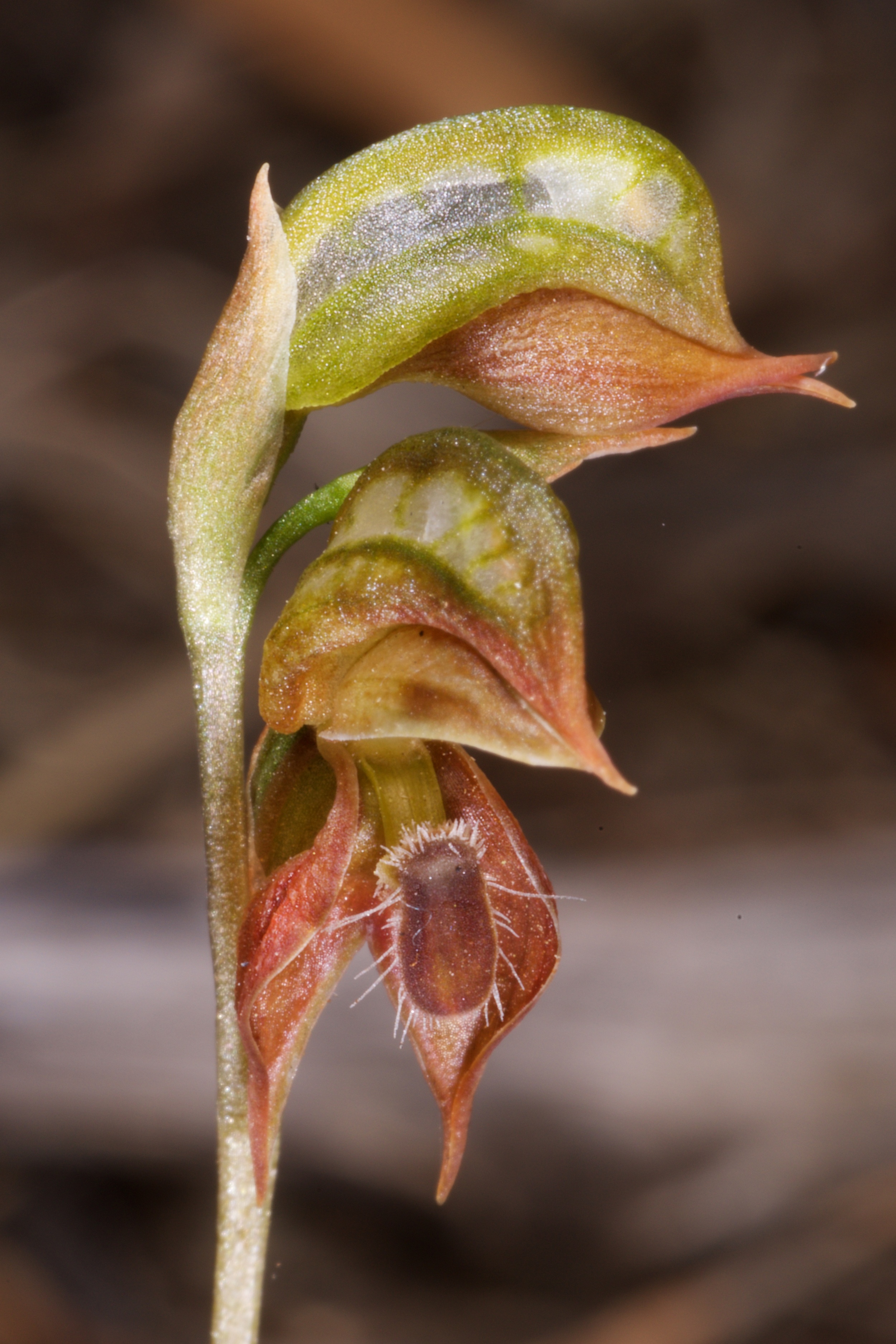  Pterostylis squamata 